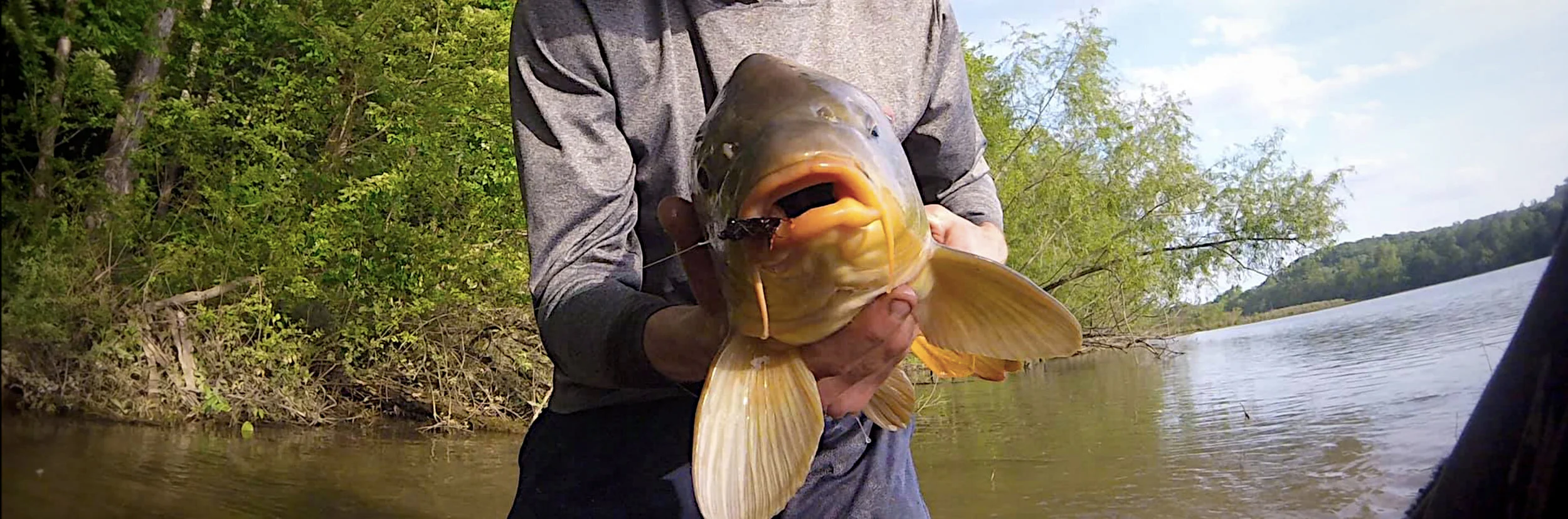 Analyzing How Carp Eat Flies