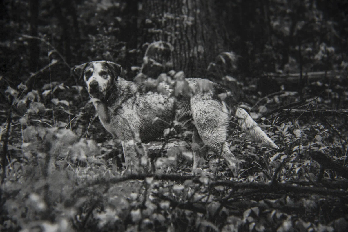 wilddog.jpg