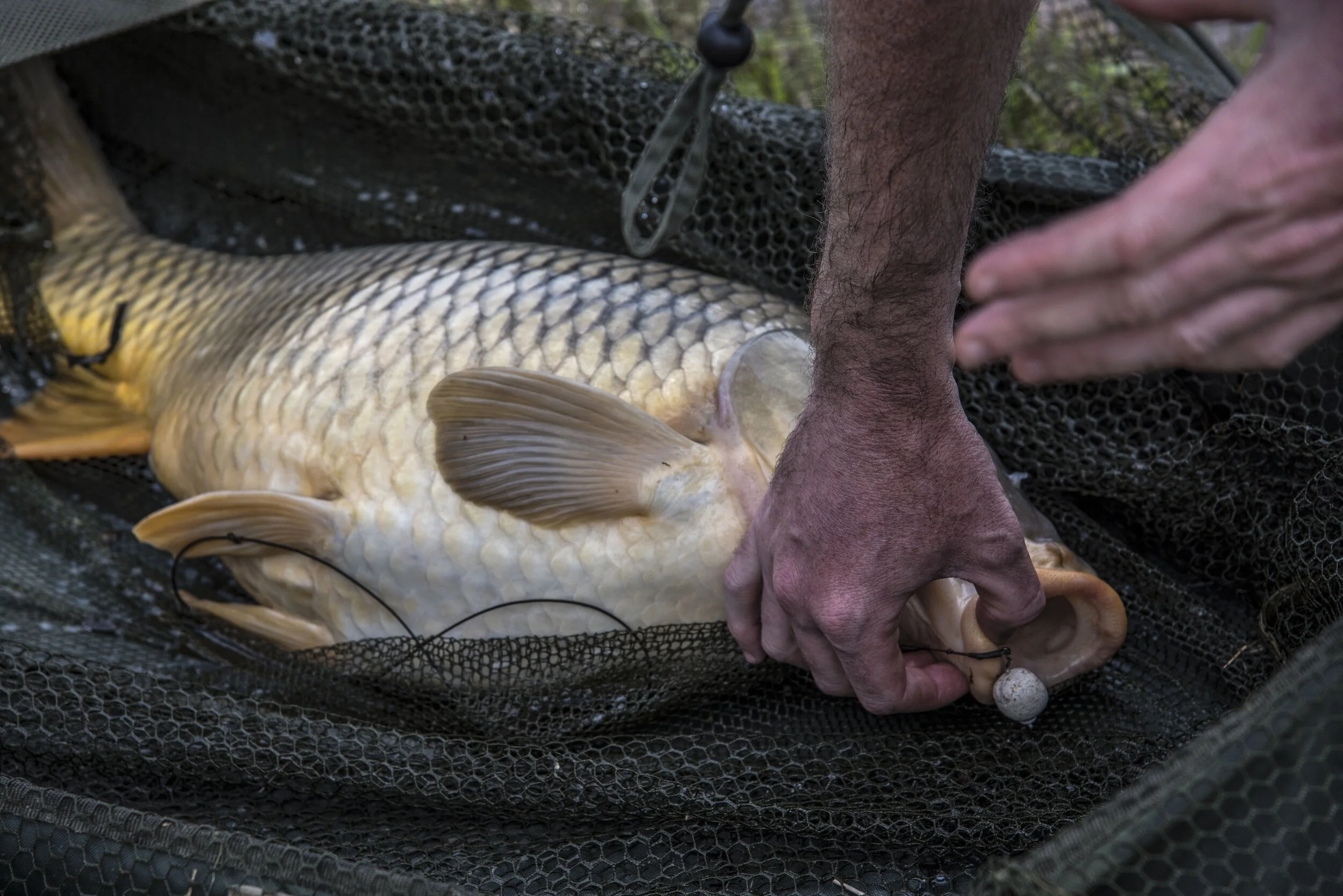 CHUNKY COMMON REVENGE-squashed.jpg