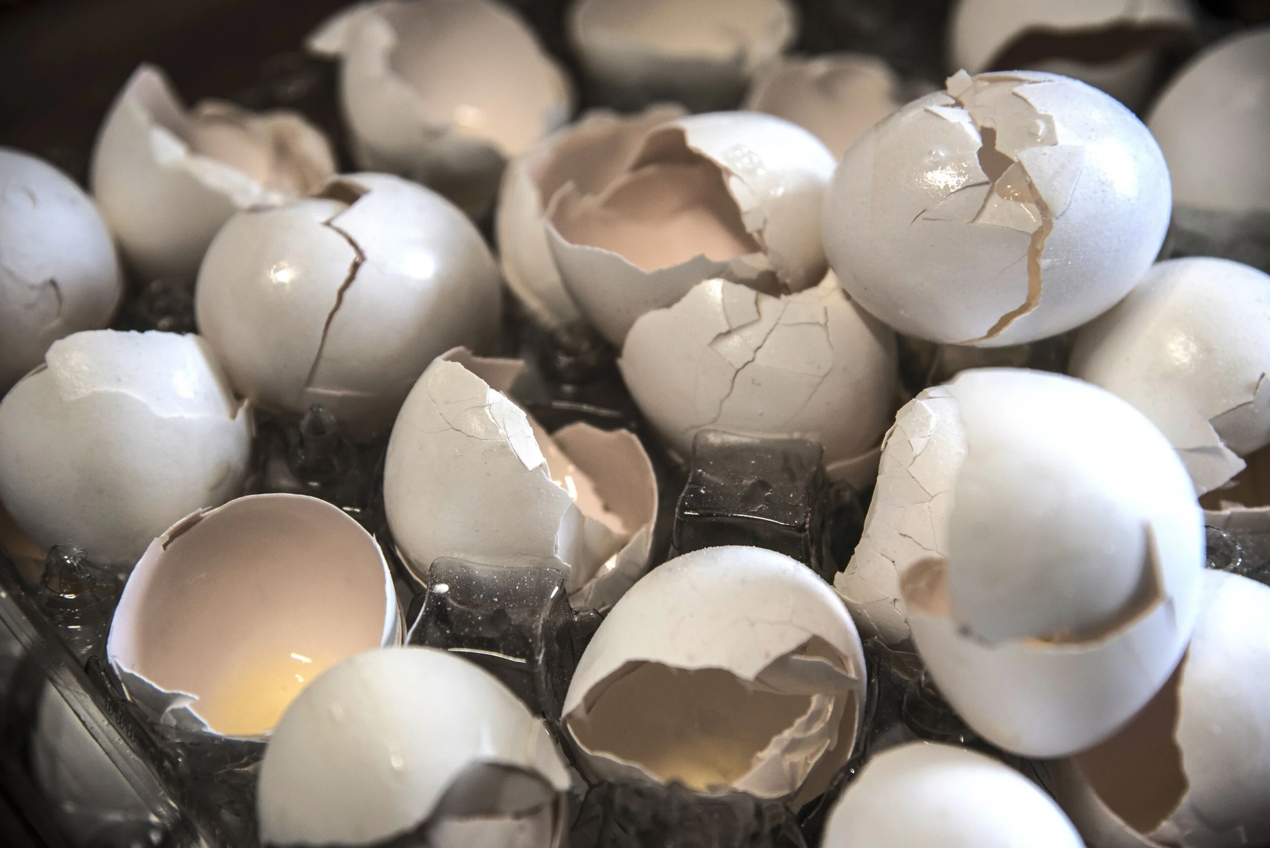EGGSHELLS-squashed.jpg