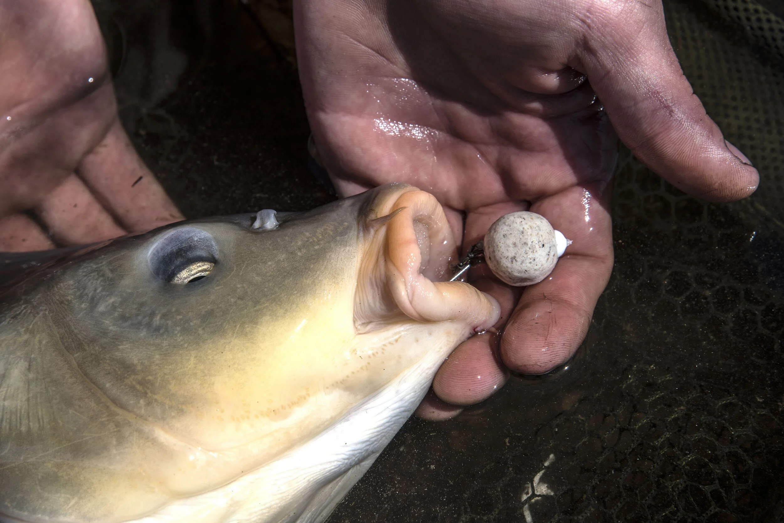 Sean fish bait-squashed.jpg