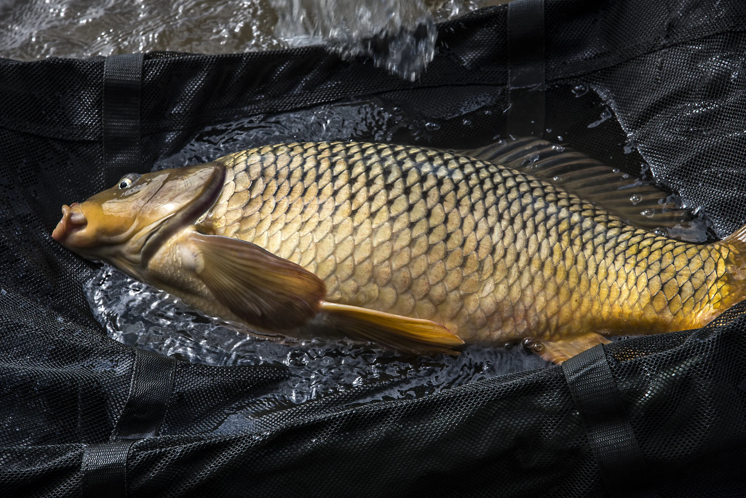 ALEXEI FISH MAT.JPG