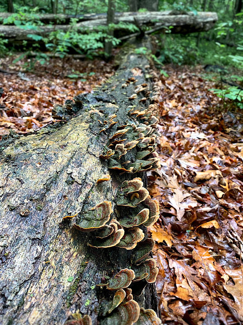 Forest-log-with-fungi---IMG_6006.jpg