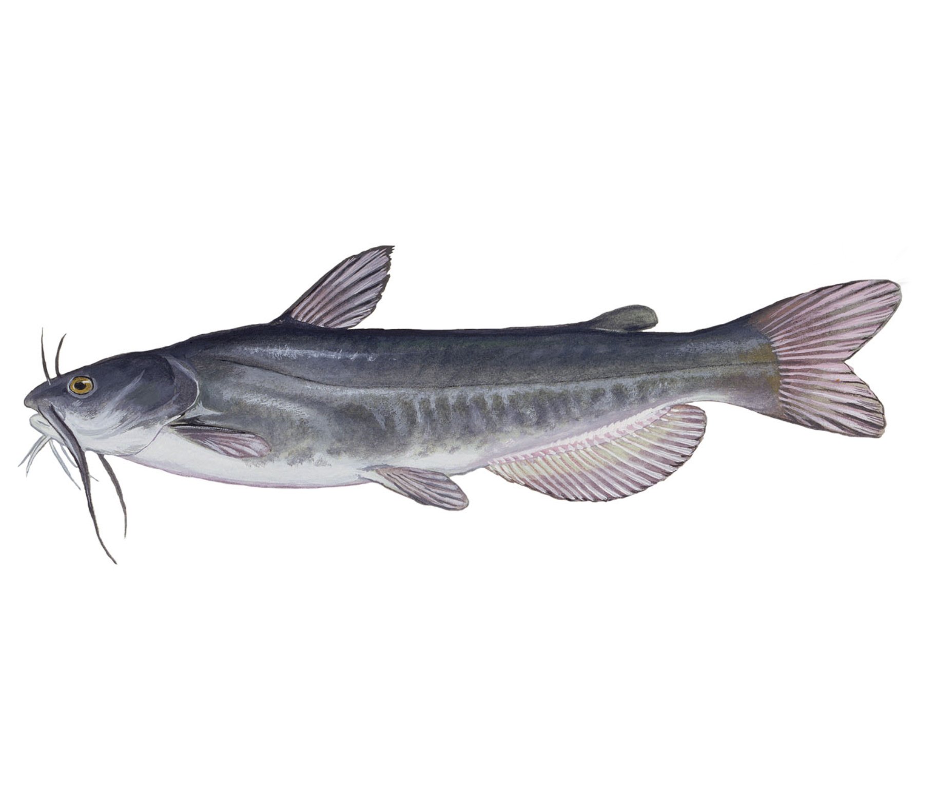 whitecatfish.jpg