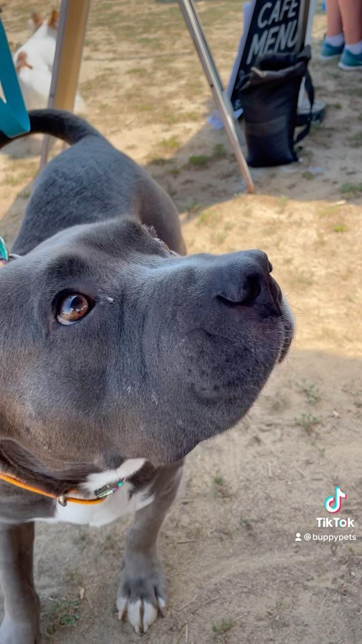Saturday Cuteness overload at @attleborofarmersmarket 🤩 thanks to the best clients ever for sitting pretty 🎥
.
.
.
#models #dogdaysofsummer #dogsofinstagram #cutenessoverload