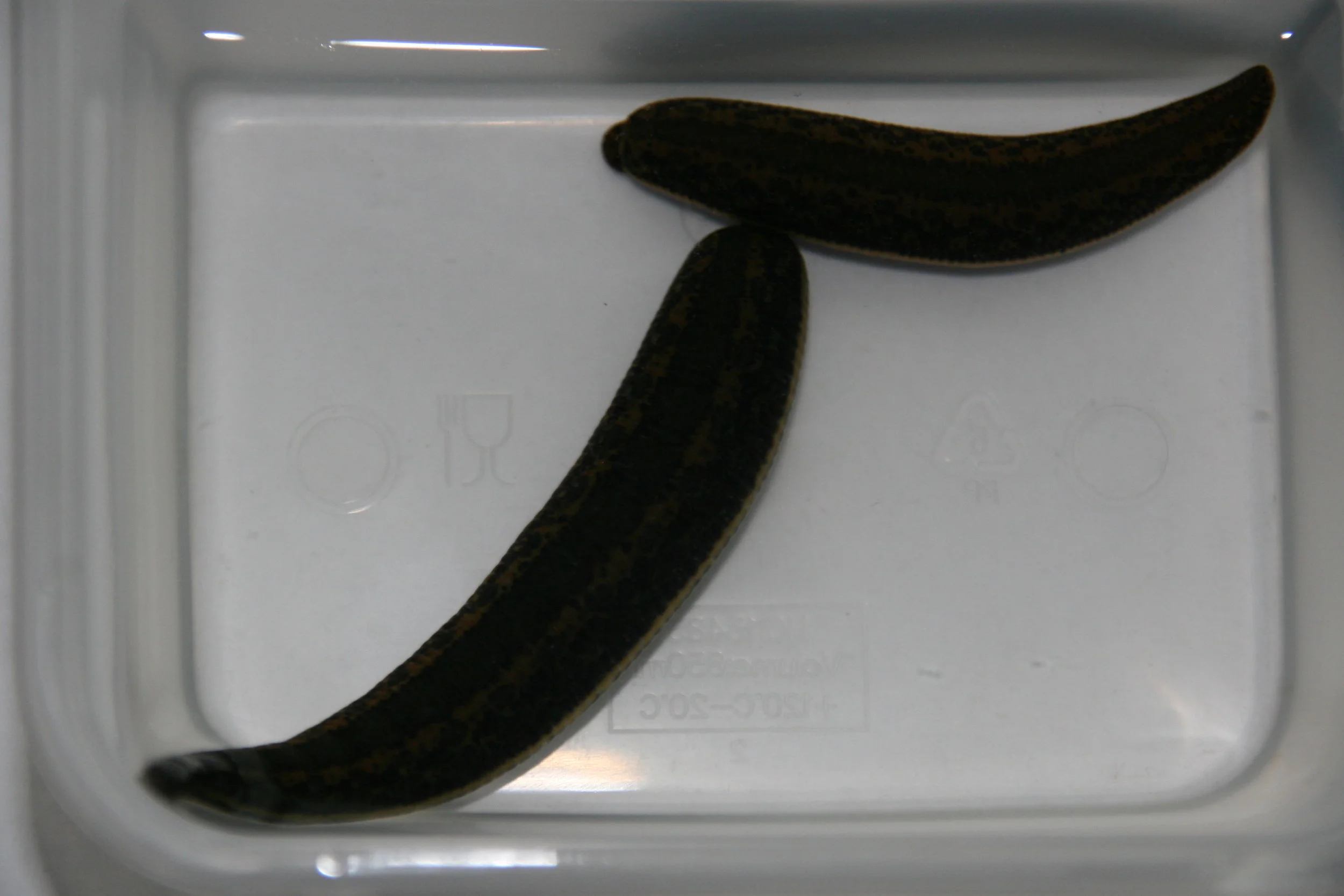 Medical Leech Therapy -- Leeches after the treatment