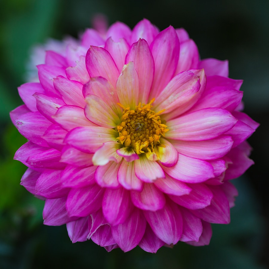 Seattle Dahlia