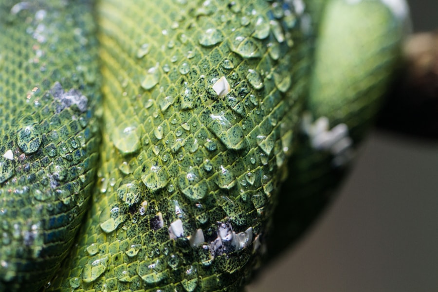 Macro Snake Scales