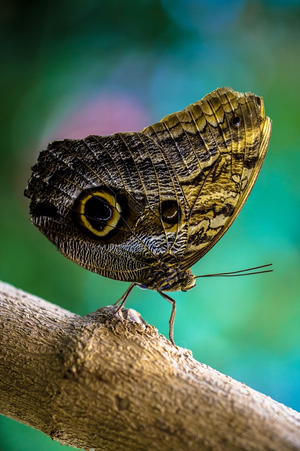 Butterfly at the Seattle Center