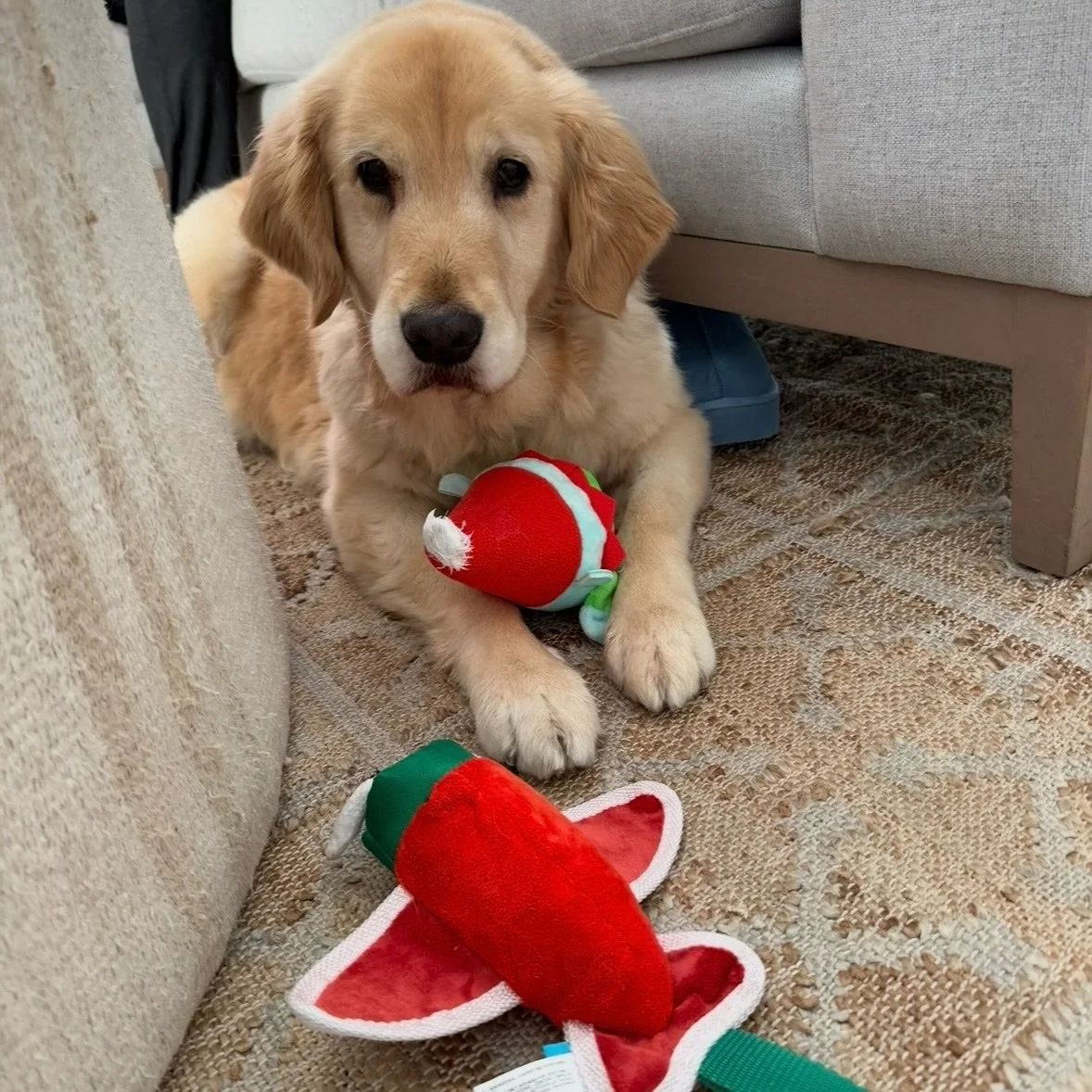 40 days until Christmas
It&rsquo;s officially cozy season &mdash; candles lit, cocoa warming, and all the Swedish holiday magic beginning to show up.
From julbak to hygge moments to God Jul everything&hellip; it&rsquo;s time.

Are you feeling festive