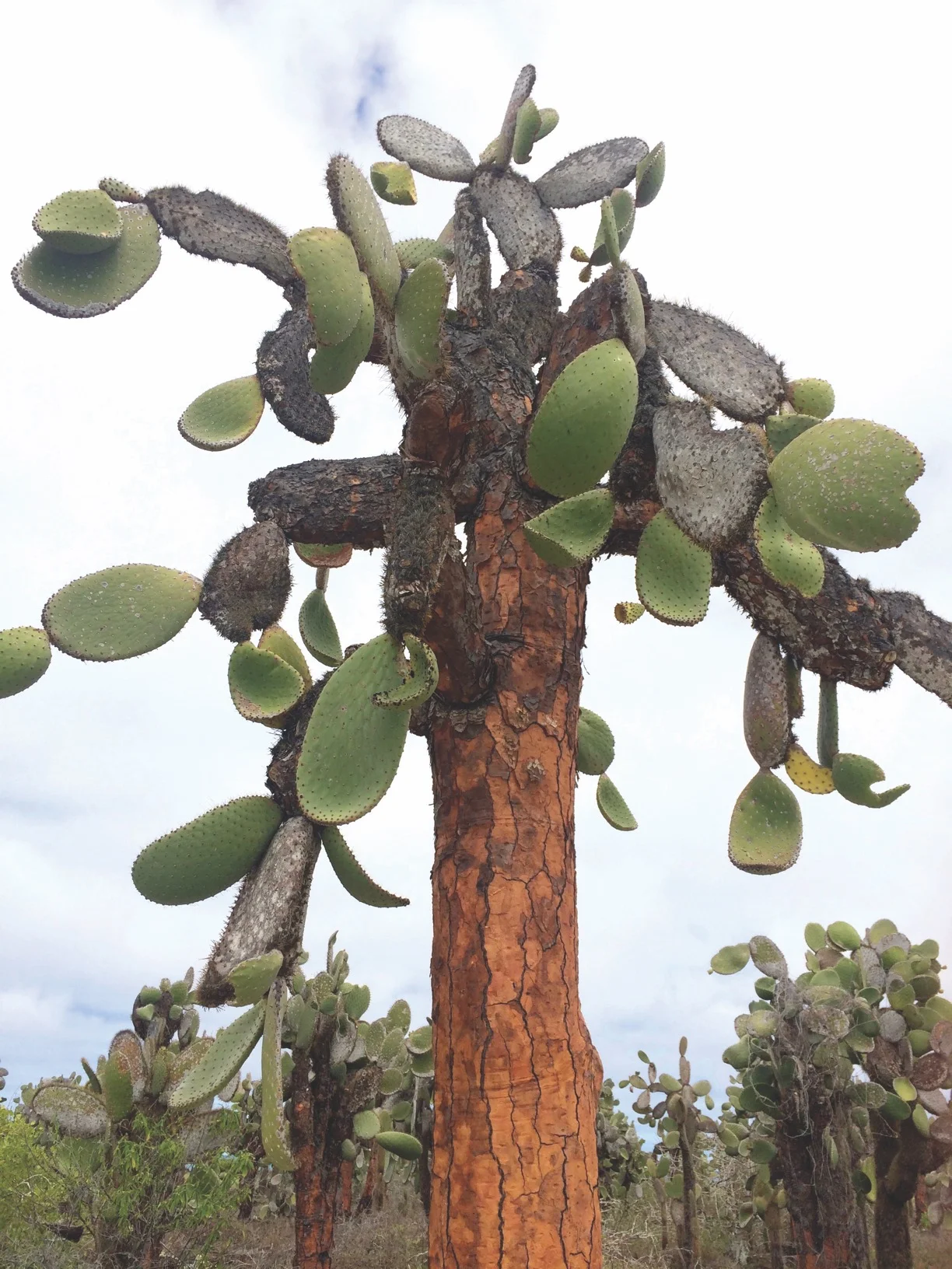 A full grown Opuntia echios, known as the Galápagos prickly pear