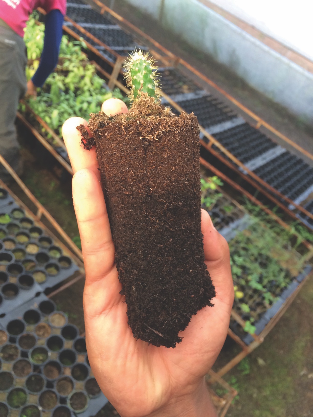 An opuntia achios seedling in the Charles Darwin Foundation nursery