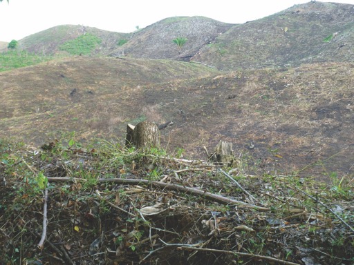 Deforestation is a growing threat to the ecosystems of Guatemala