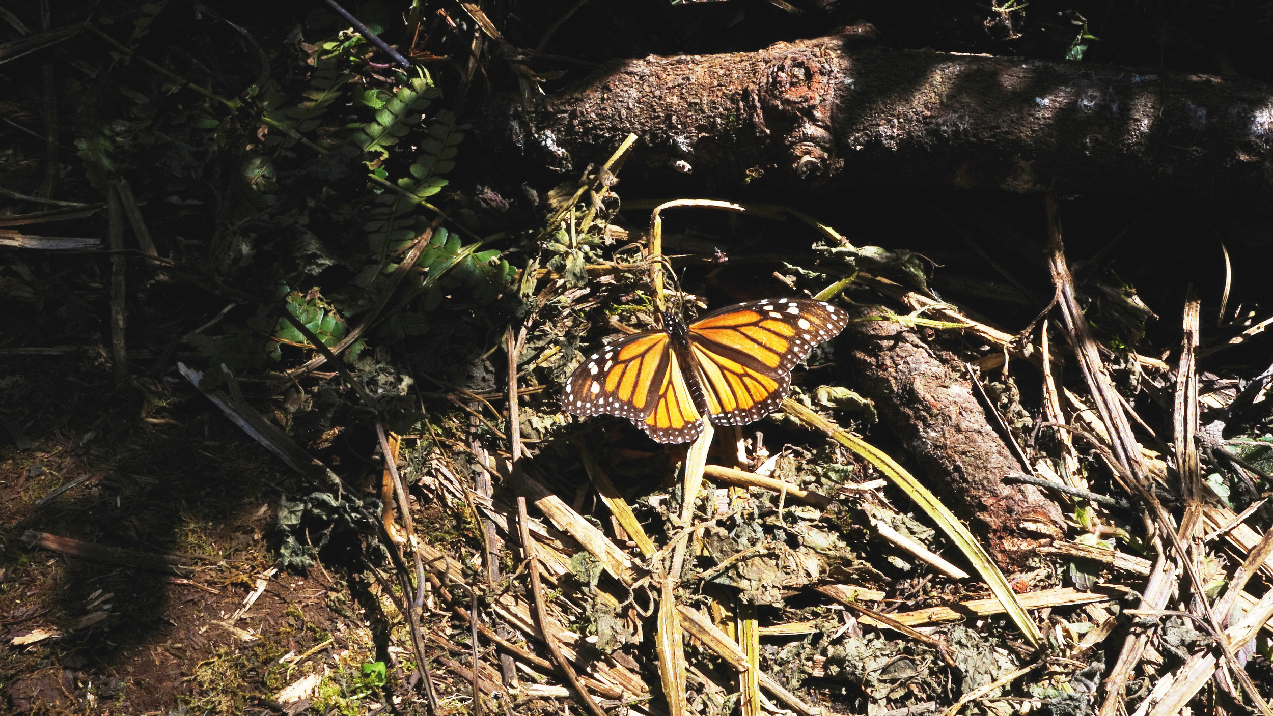 The iconic monarch butterfly relies on the oyamel trees in the bioshpere reserve to protect them from the winter chill.