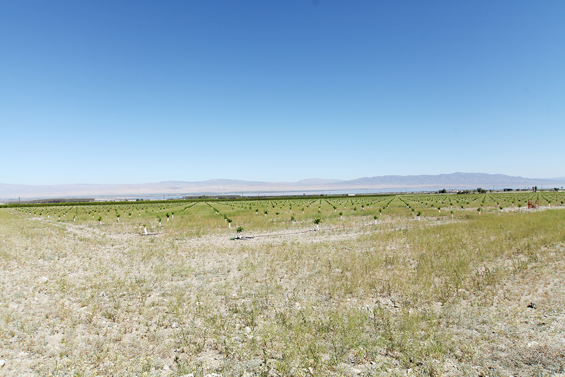 One of the planting sites around the Salton Sea to restore vegetation and water levels for a healthy ecosystem.