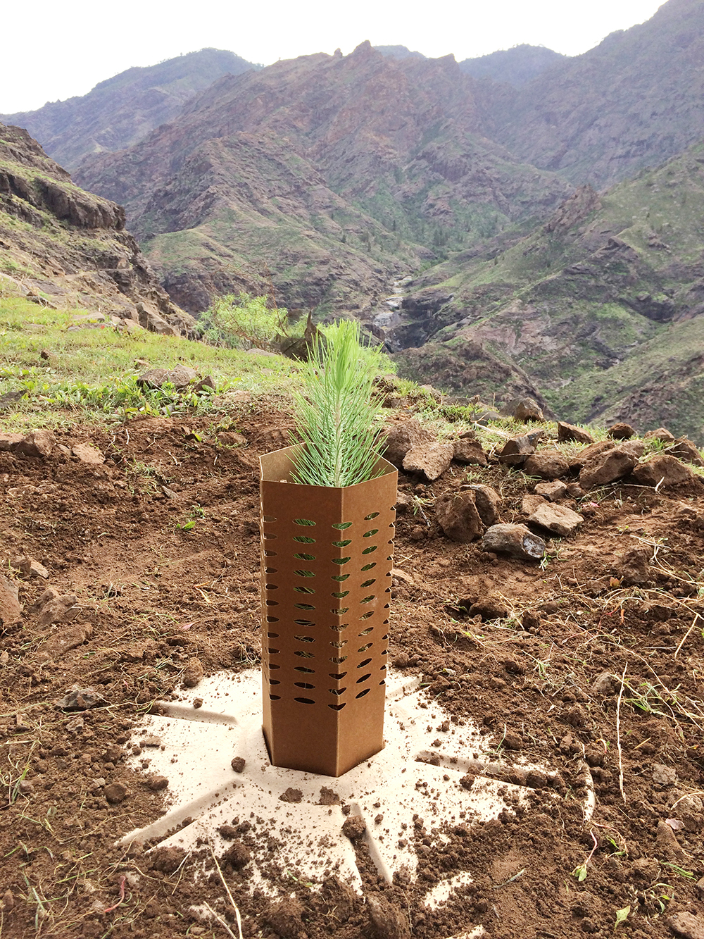 Stunning views from the planting site on Cran Canaria