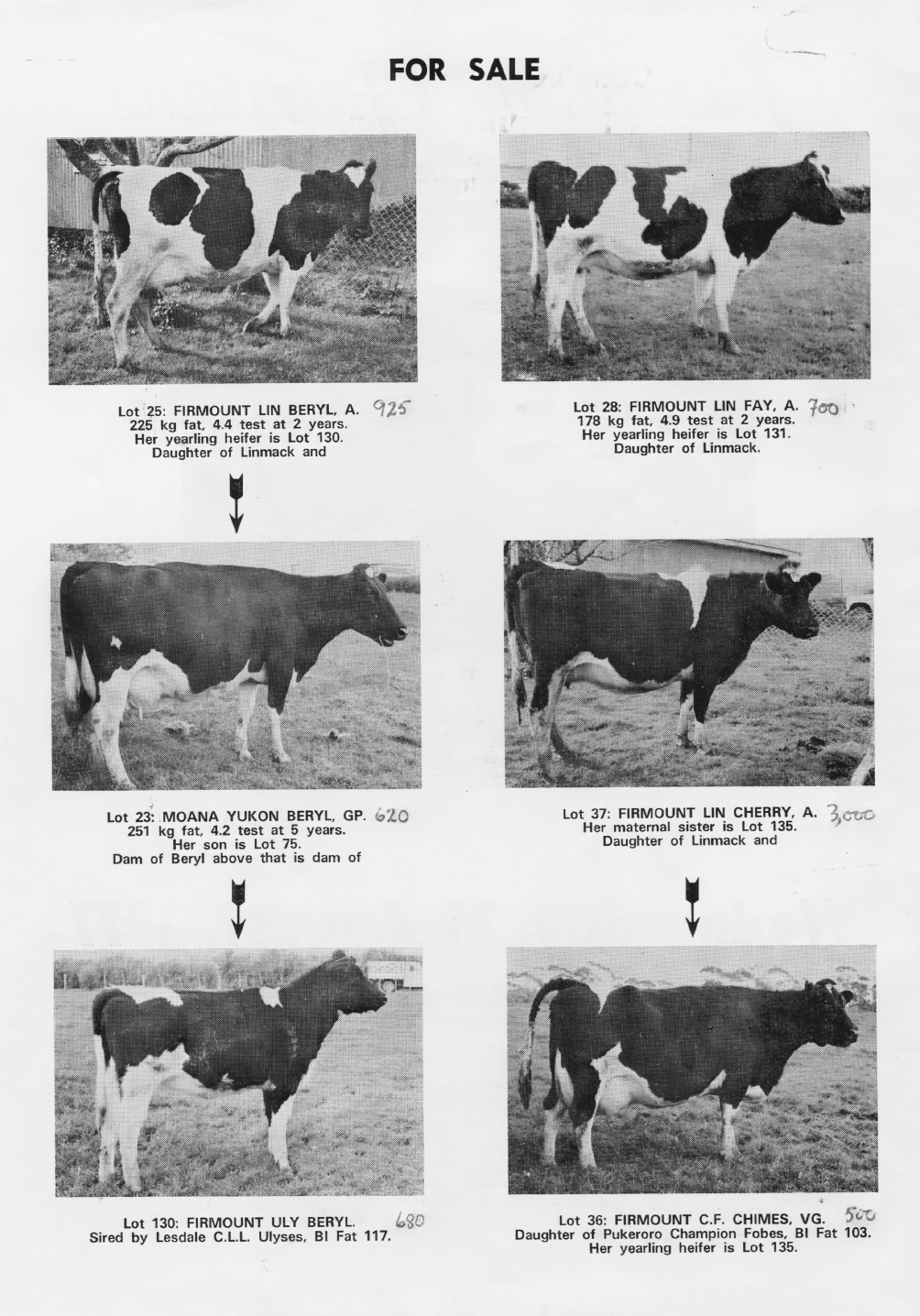 A sample of the 210 cows, calves and heifers featured in my Sales Catalogue on 31st August 1977