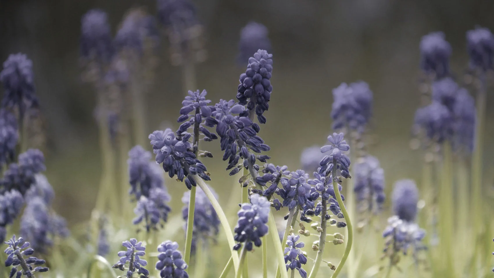 blue-wildflowers_02.jpg