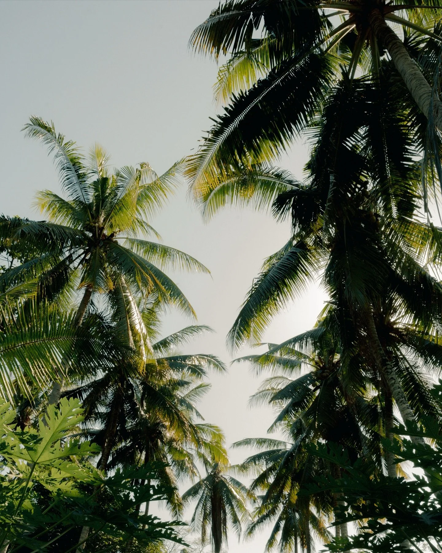 Oh hey there little people in my phone ✨ I have announcements! ✨ 

Me: Cartoonishly wiping the crust from my eyes and rearing my head from a months-long stupor in which, for the first time ever, photography failed to inspire me in any way, shape, or 