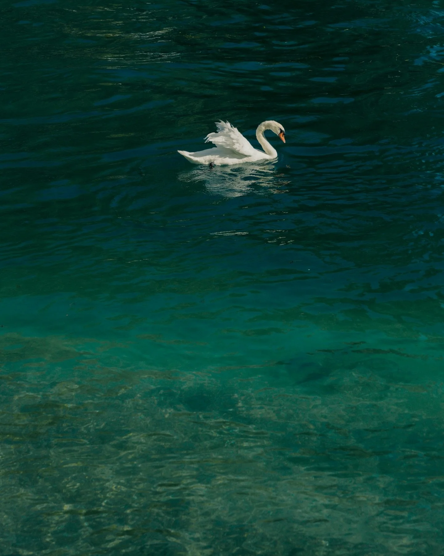 Swan sightings. 🦢 
Switzerland, Croatia.