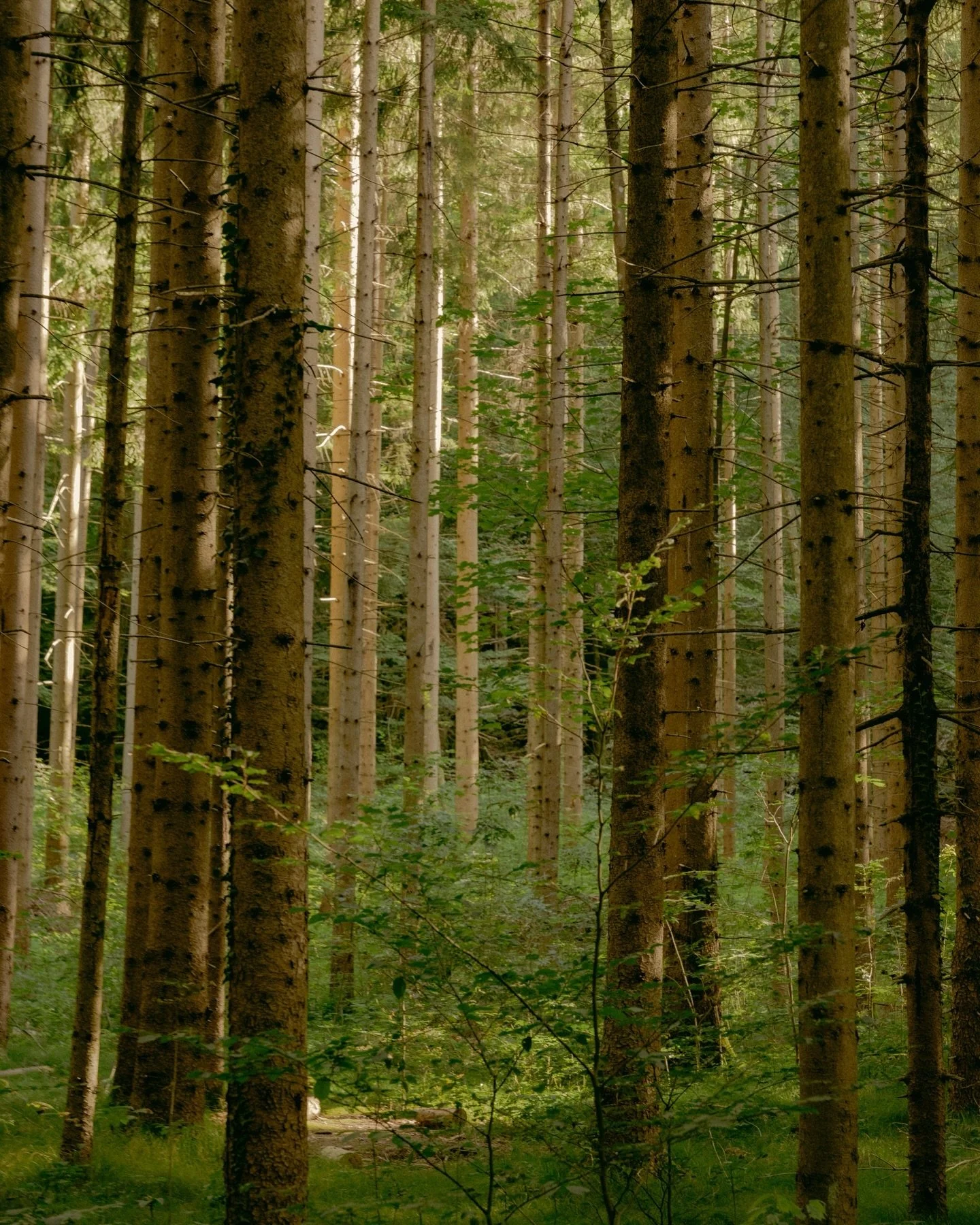 A hyper-specific feeling. Slovenia 🇸🇮