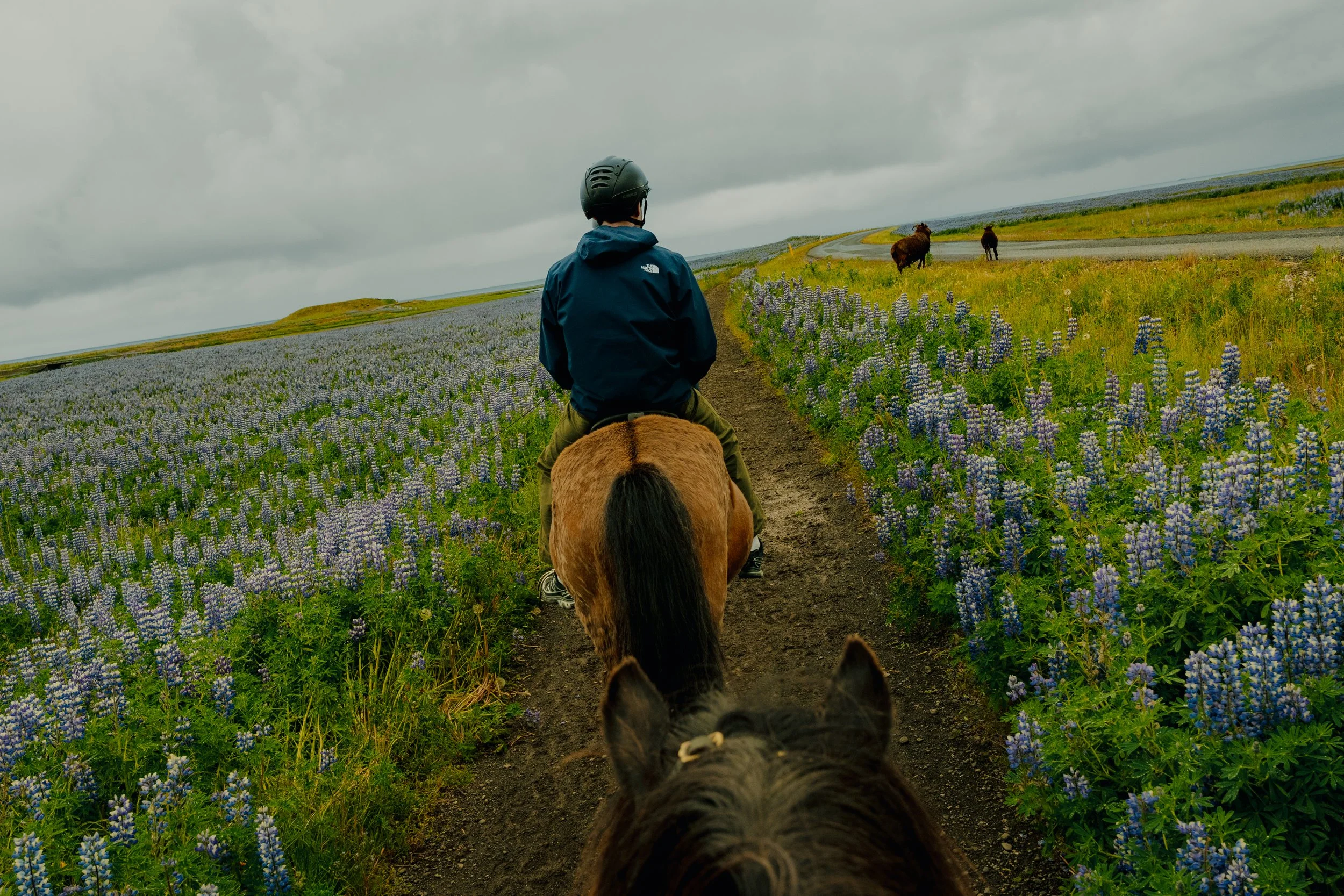 Iceland-17.jpg