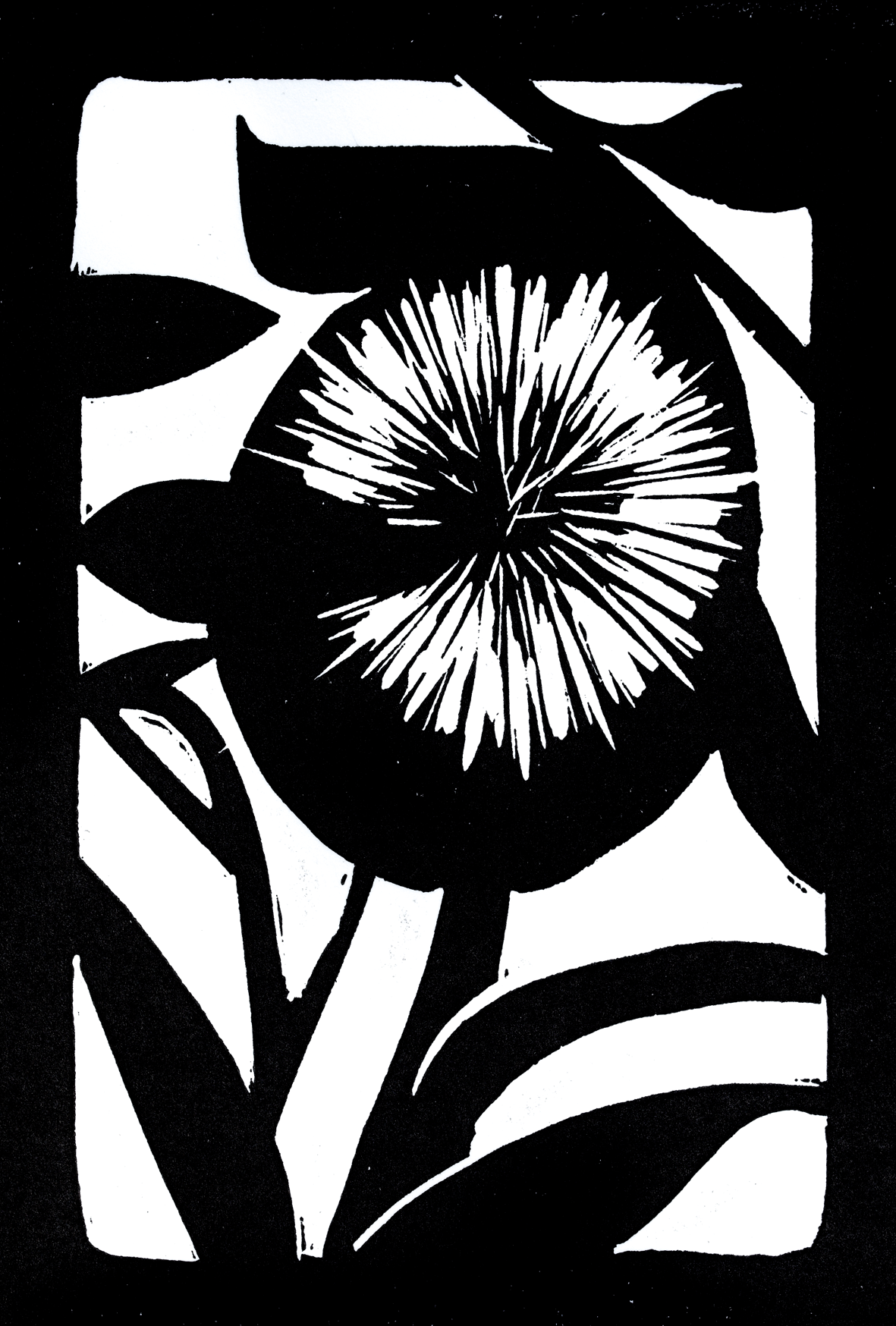 Ayin for Clarity Flower: Catspaw (Angozanthus humilis)