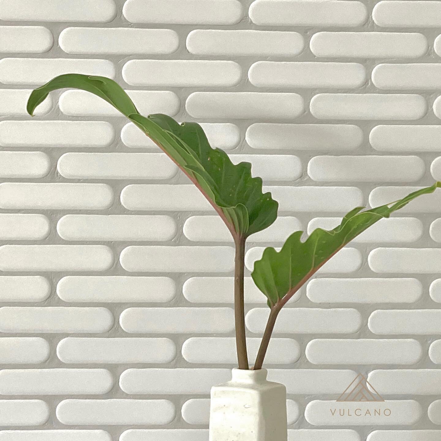 Simple and sculptural forms that compliment allow our eyes to dwell a little longer and take in the detail. Here our Matt white popsicle, modern and complete loves the philodendron Xanadu with it&rsquo;s beautiful colour and graphic margins. Our Pops