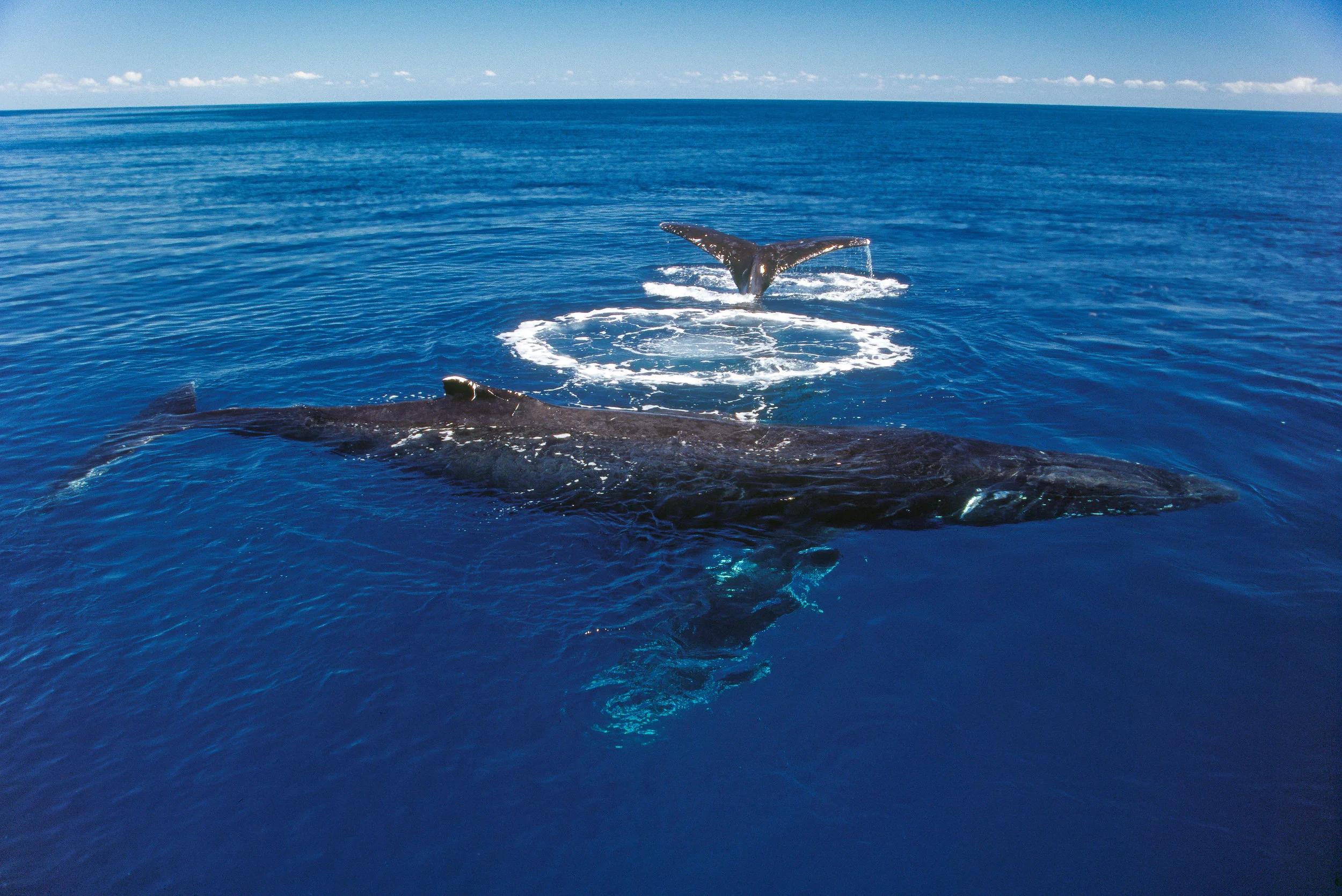 0001117_whale_darrenjew.jpg