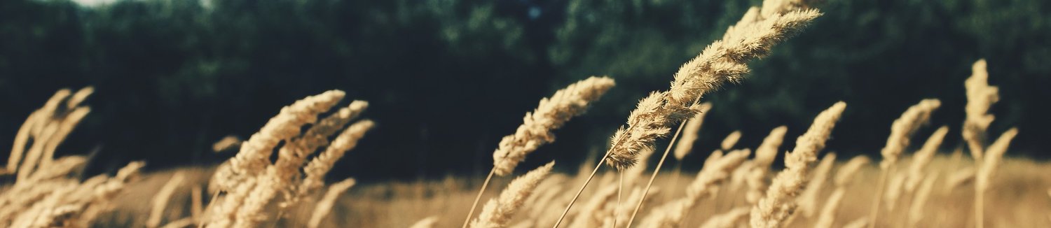 crop+yellow.jpg
