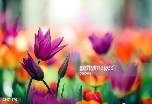 Photo by borchee/iStock / Getty Images