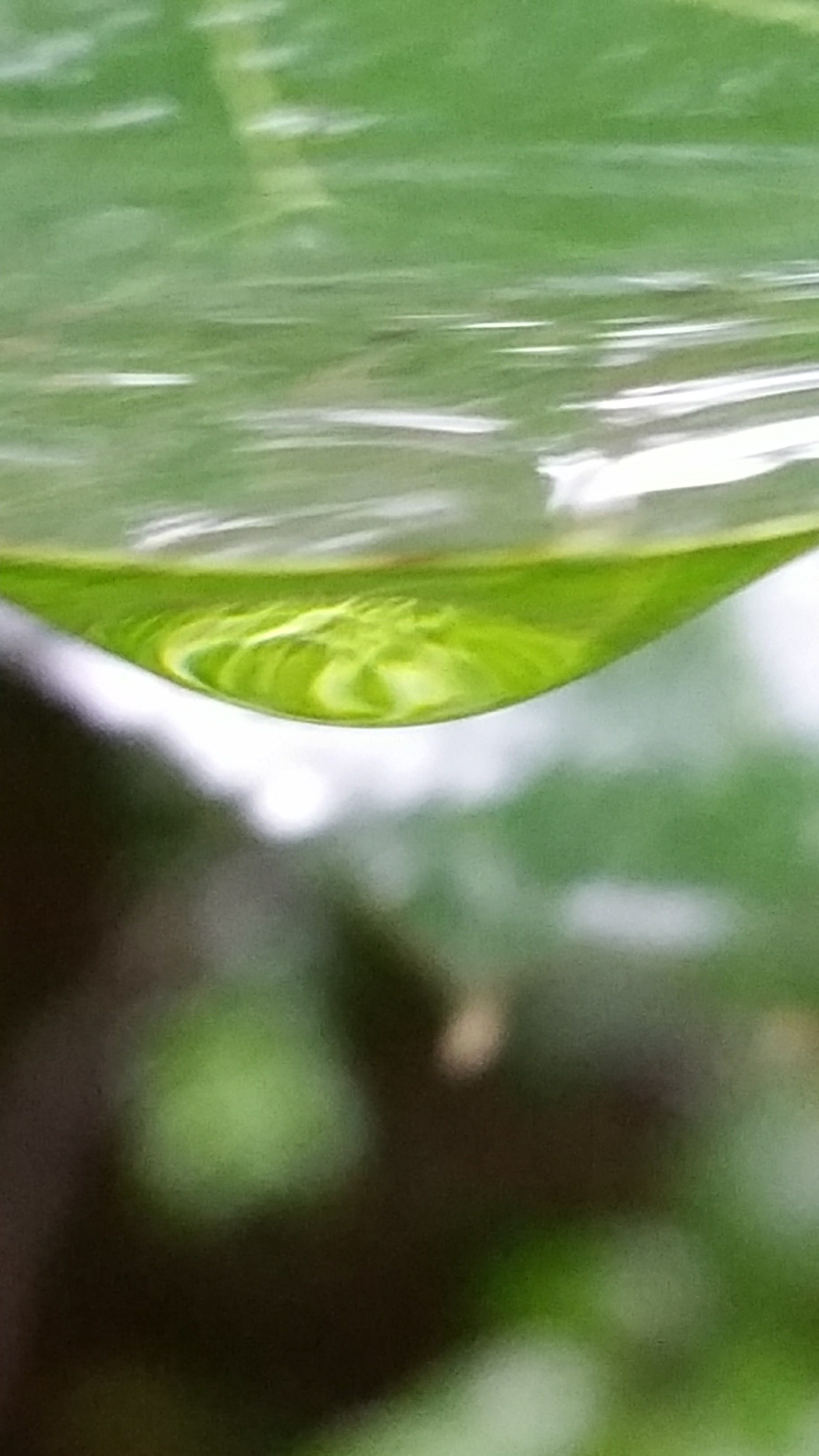 This is the same leaf as the one shown above in the title at the top of this page. (Note: If you see a lady bug instead of a leaf, then click on the title "The Gift of Rain".) This shot is taken from a different angle to show the light dancing in the water droplet pooling below the leaf. I know what I see. What do you see in the kaleidoscope of light?