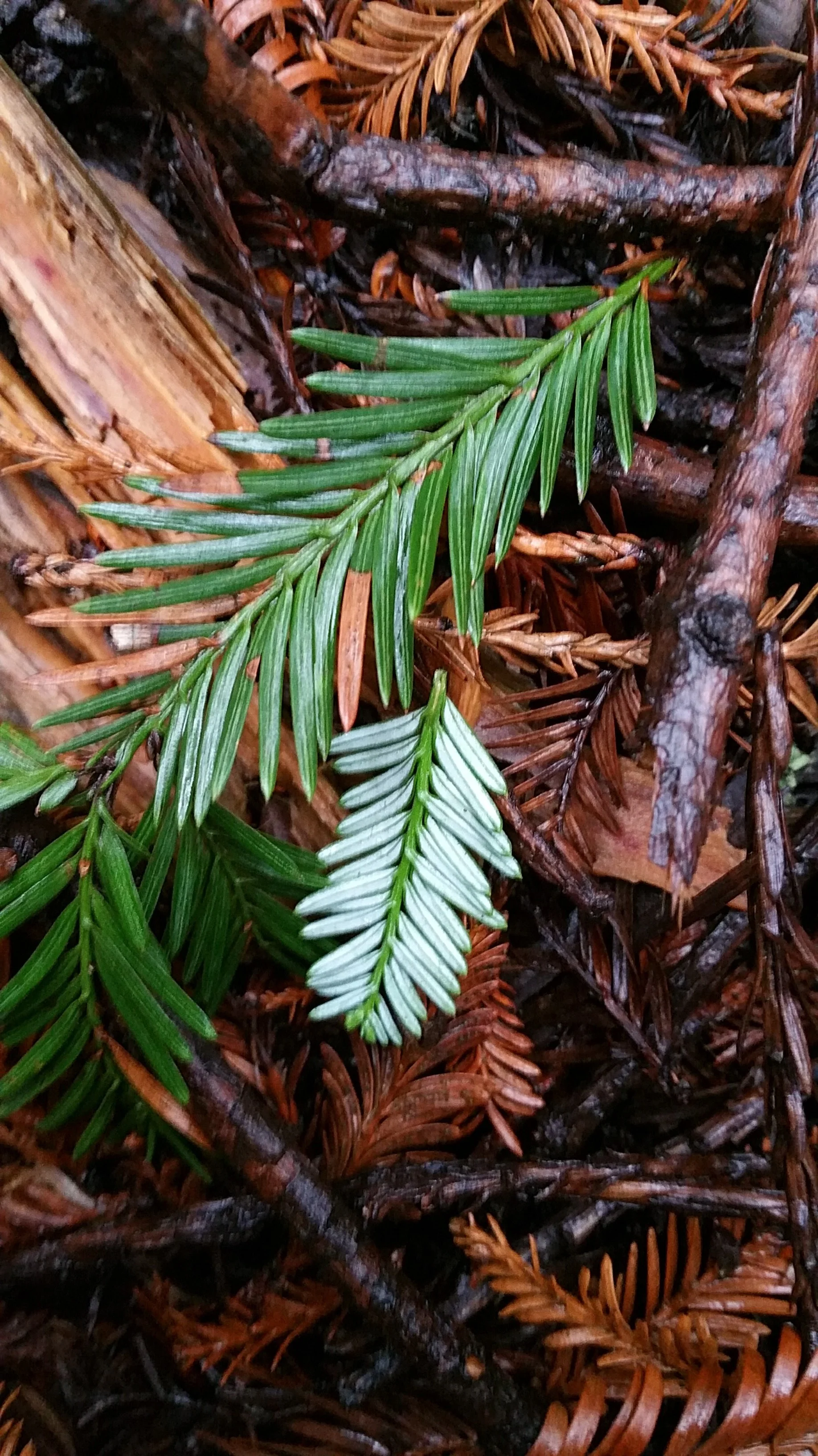 Notice how the moisture is accentuating colors and playing with and reflecting the light...