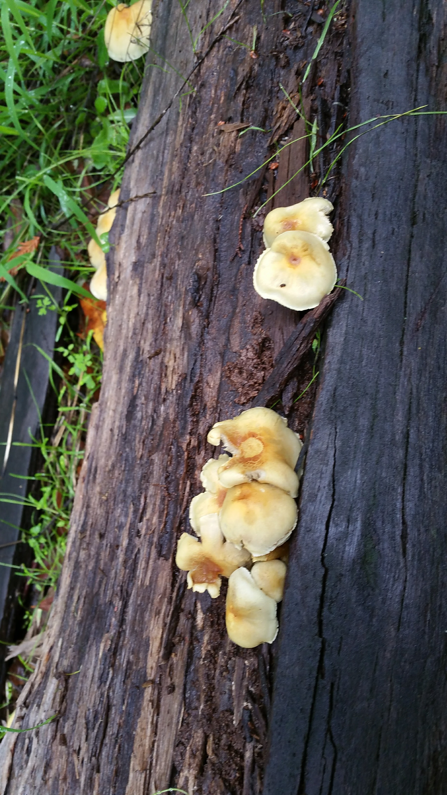 How many mushrooms do you see?