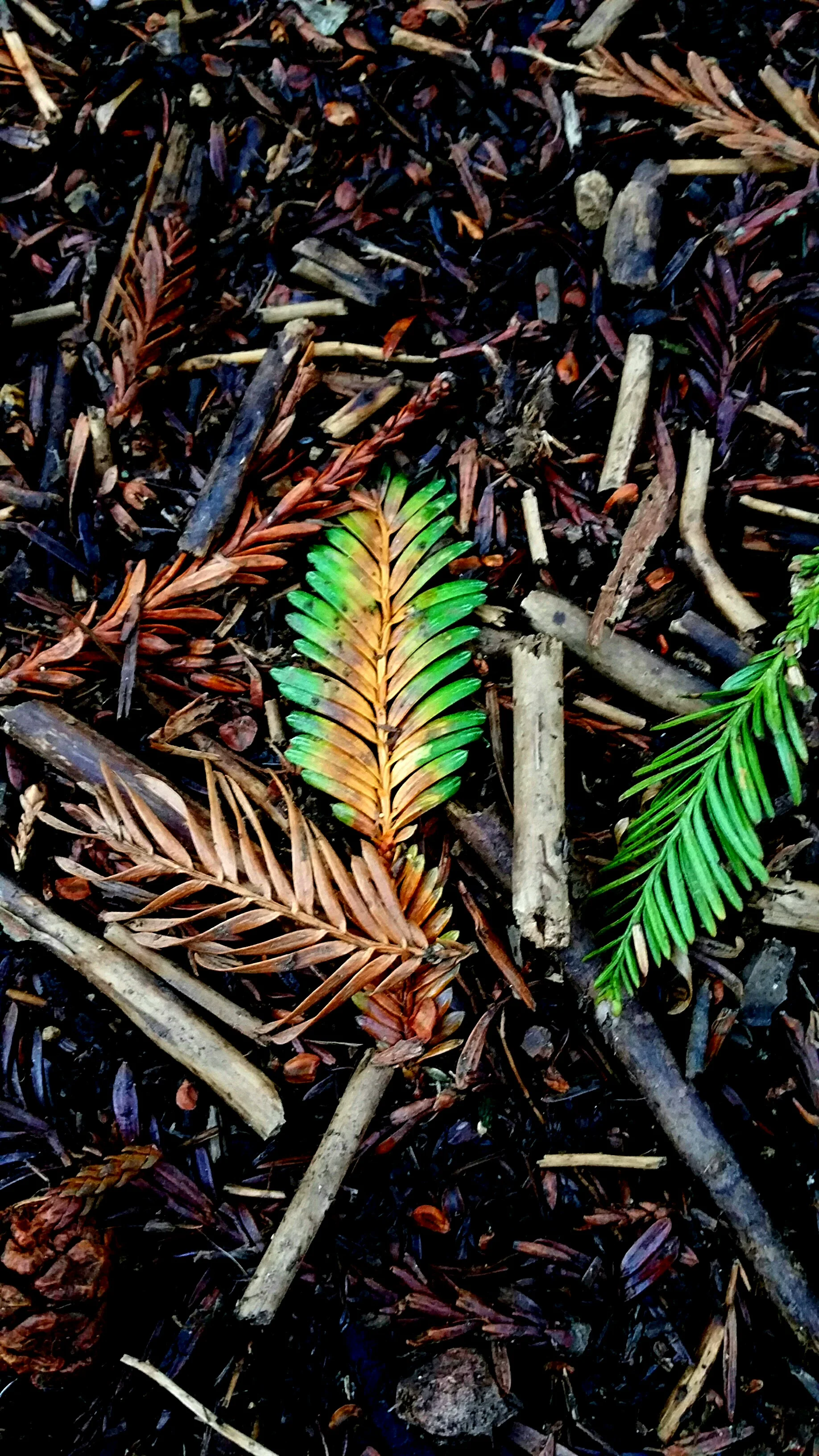 Intention -Jan 15th Nature Connection - Shinrin Yoku Forest Bath