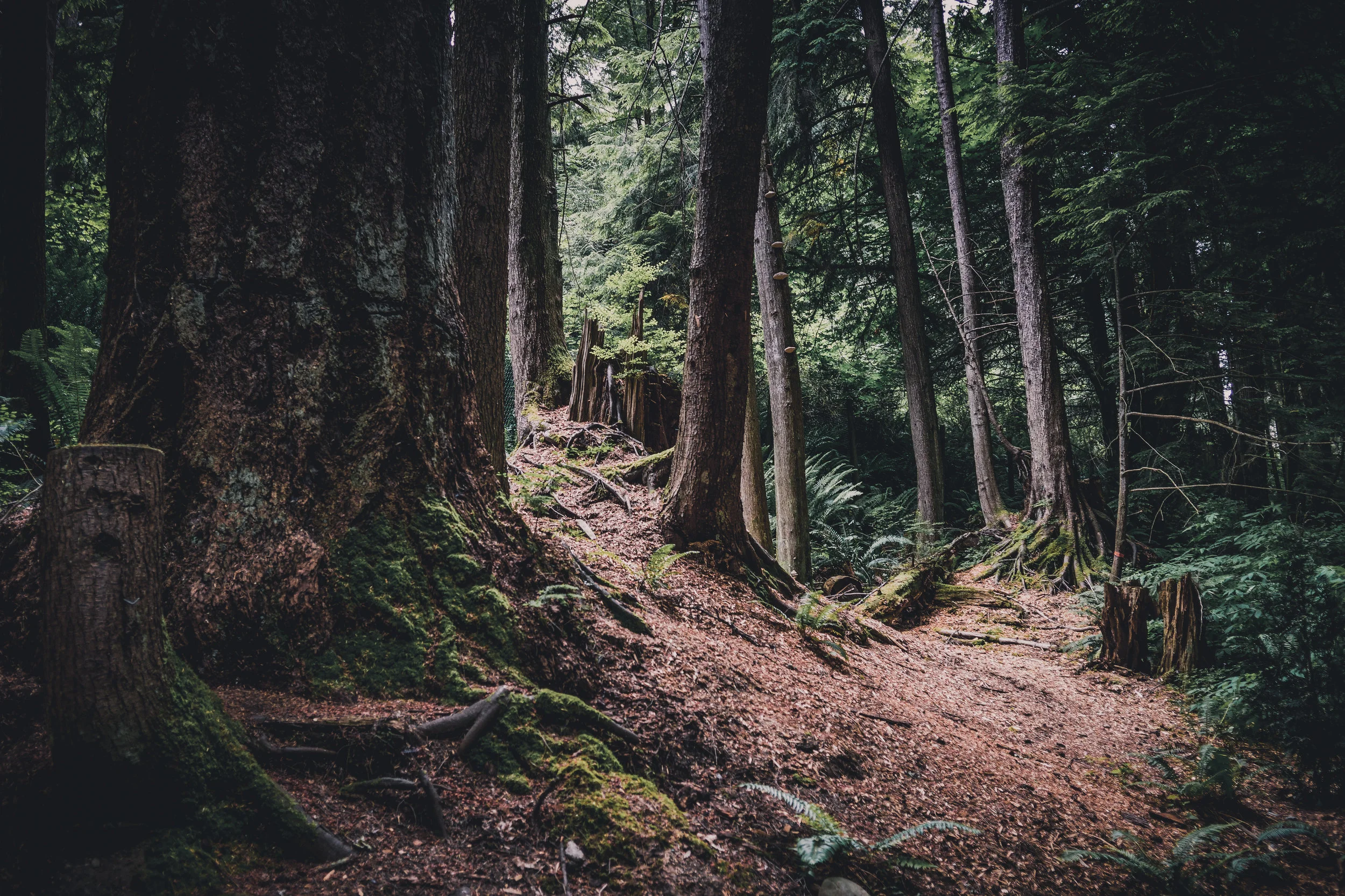 International Forest Therapy Day Walk
