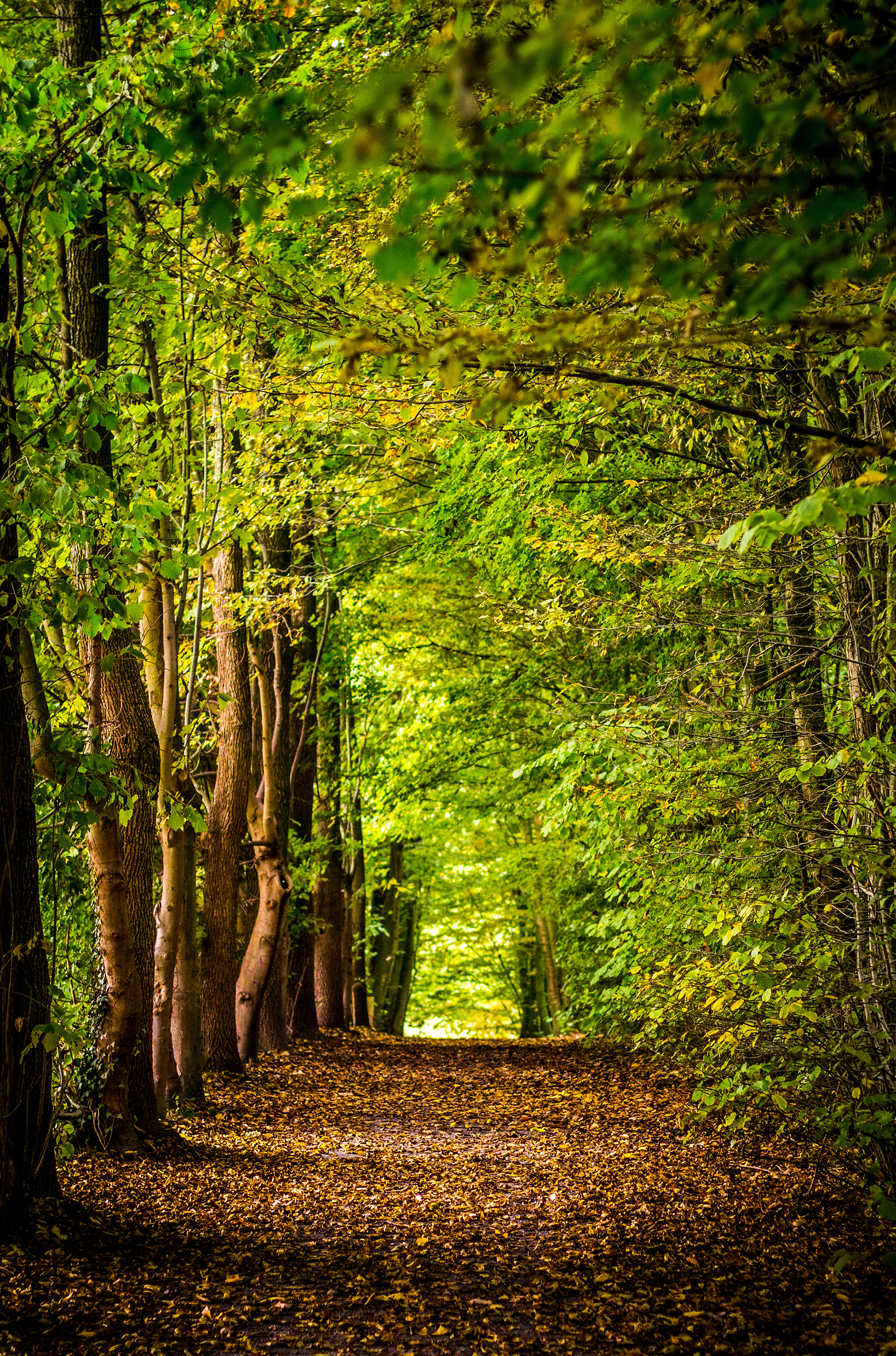 Nature Connection - Shinrin Yoku Forest Therapy Walk - Taster