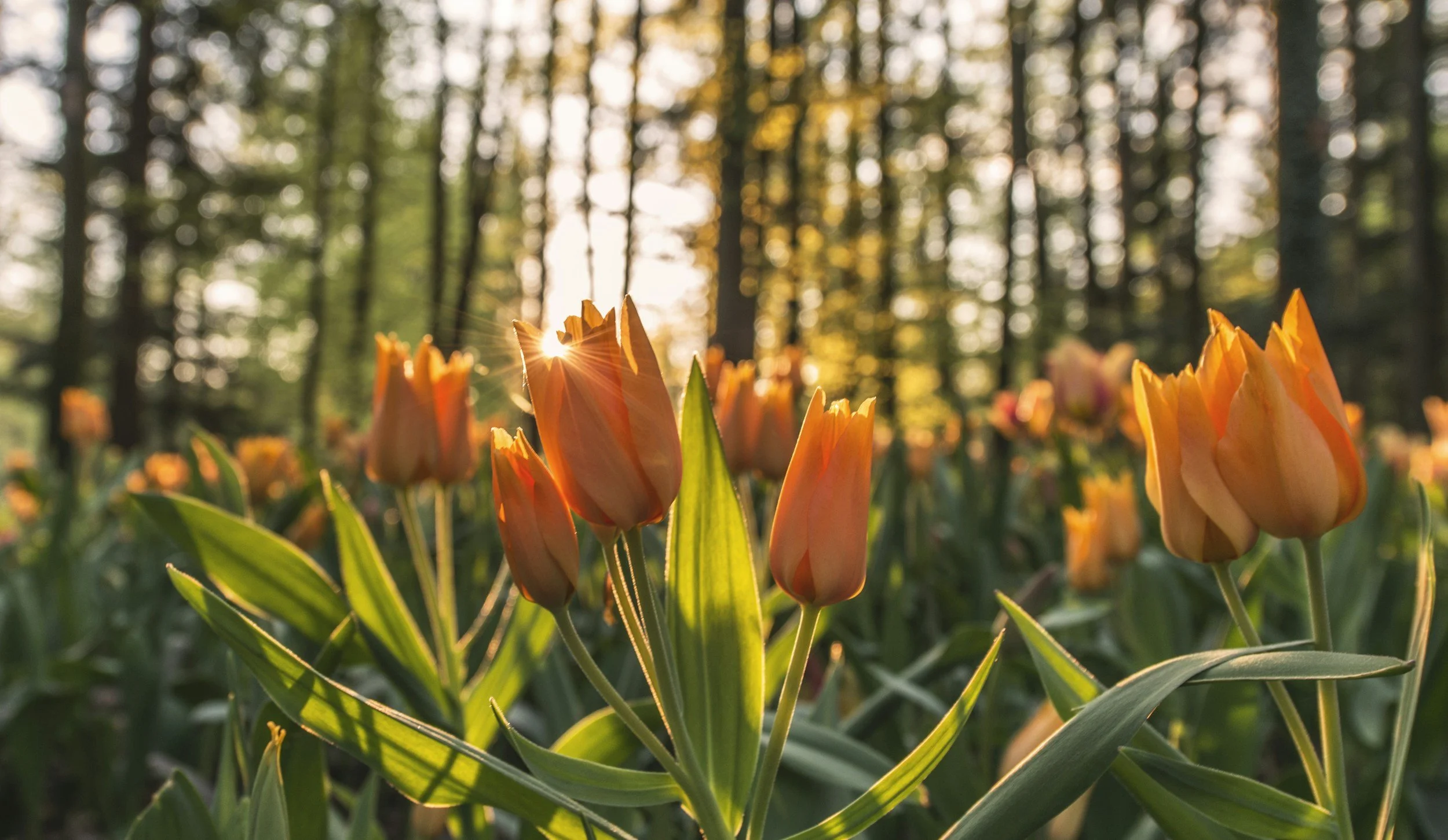 Your Connection Can't Wait: Wabi-Sabi And Kintsugi, Finding Beauty In Nature's Imperfection!