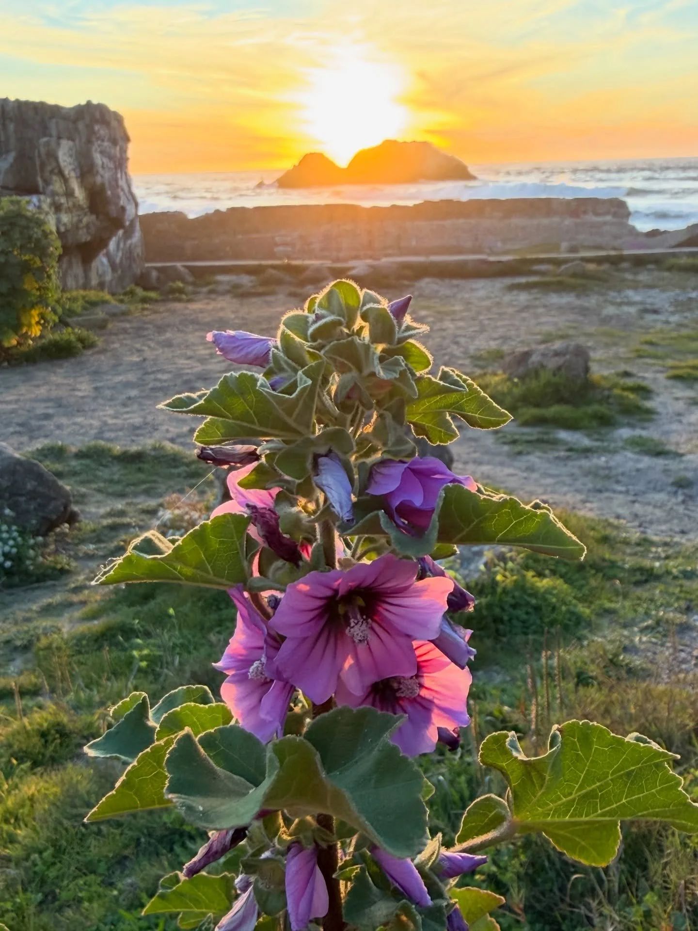 Taking a pause from the day to relax and restore by sharing a last kiss with the sun before the day turns to night. 🙏🤗🌞🎁