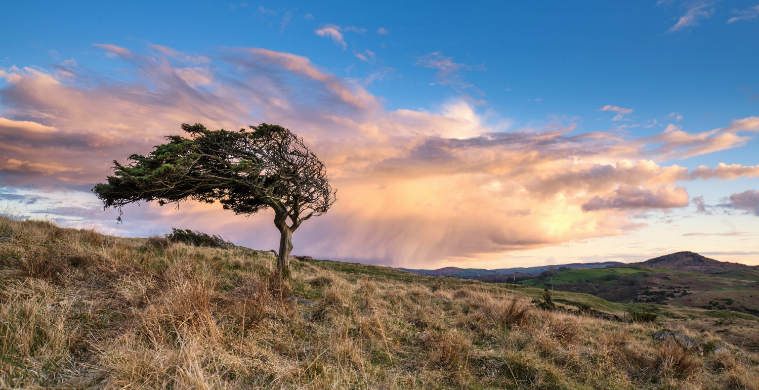 torver trees sunset 2 final tweak.jpg