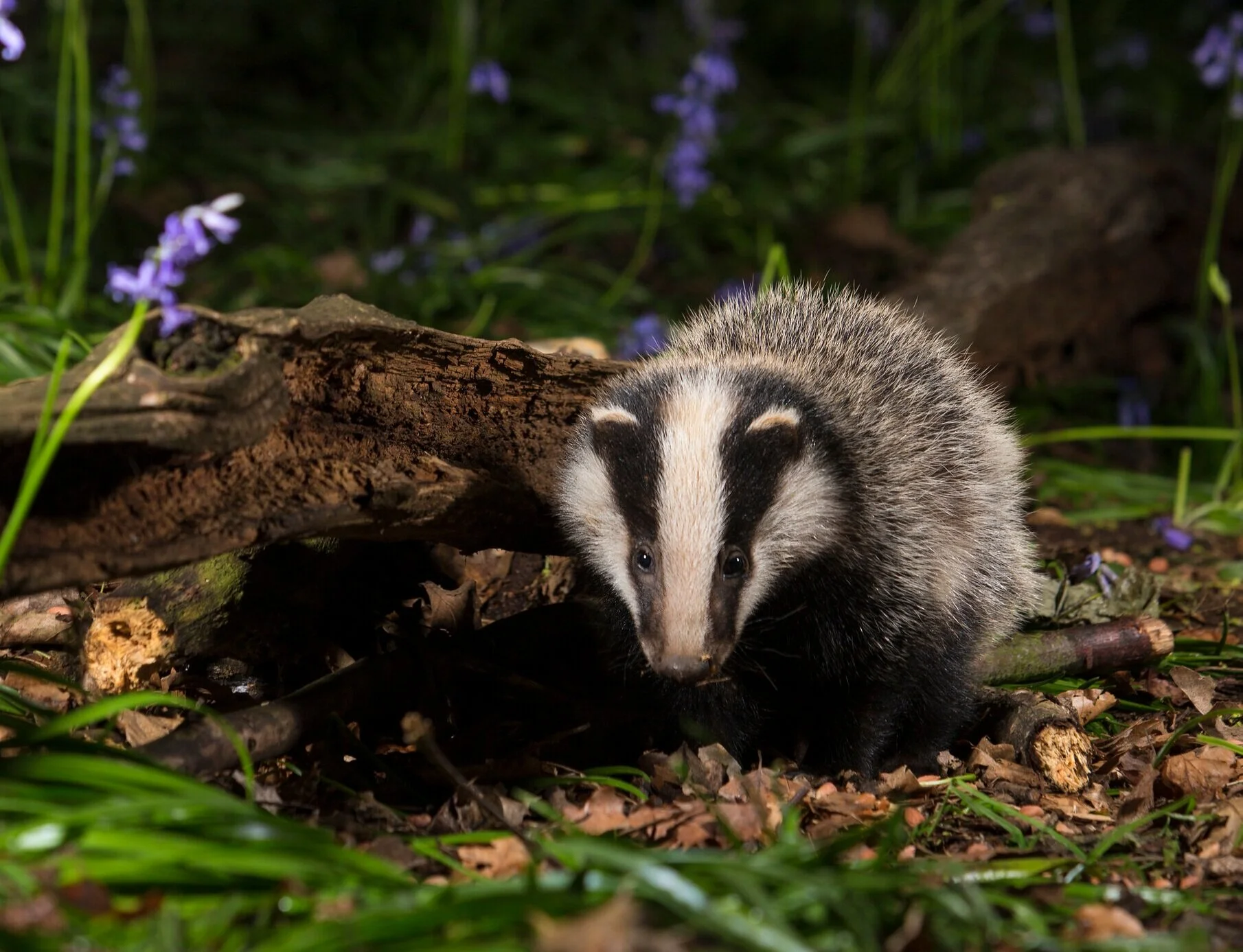 Wild Rites Soulmaking in Nature Vision Quest UK