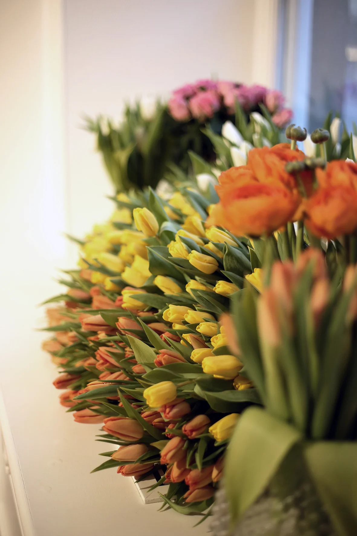 Tulpaner_Blomsterlandet.jpg