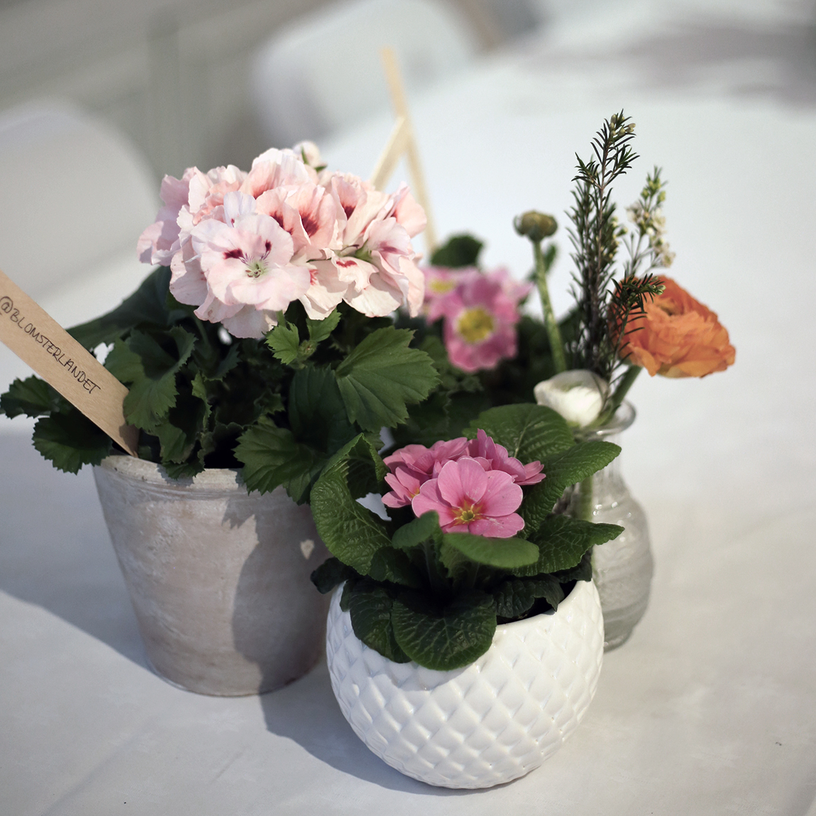 Primula_Blomsterlandet_Blomsterfrukost.jpg