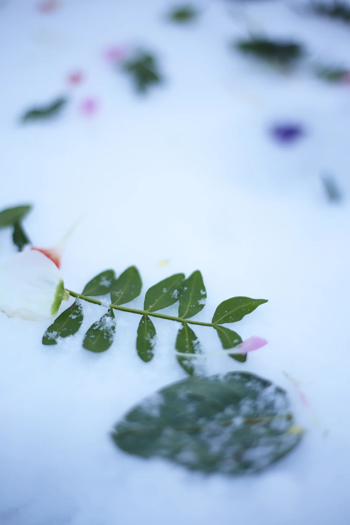 Pistage_snö_HannaWendelbo.jpg