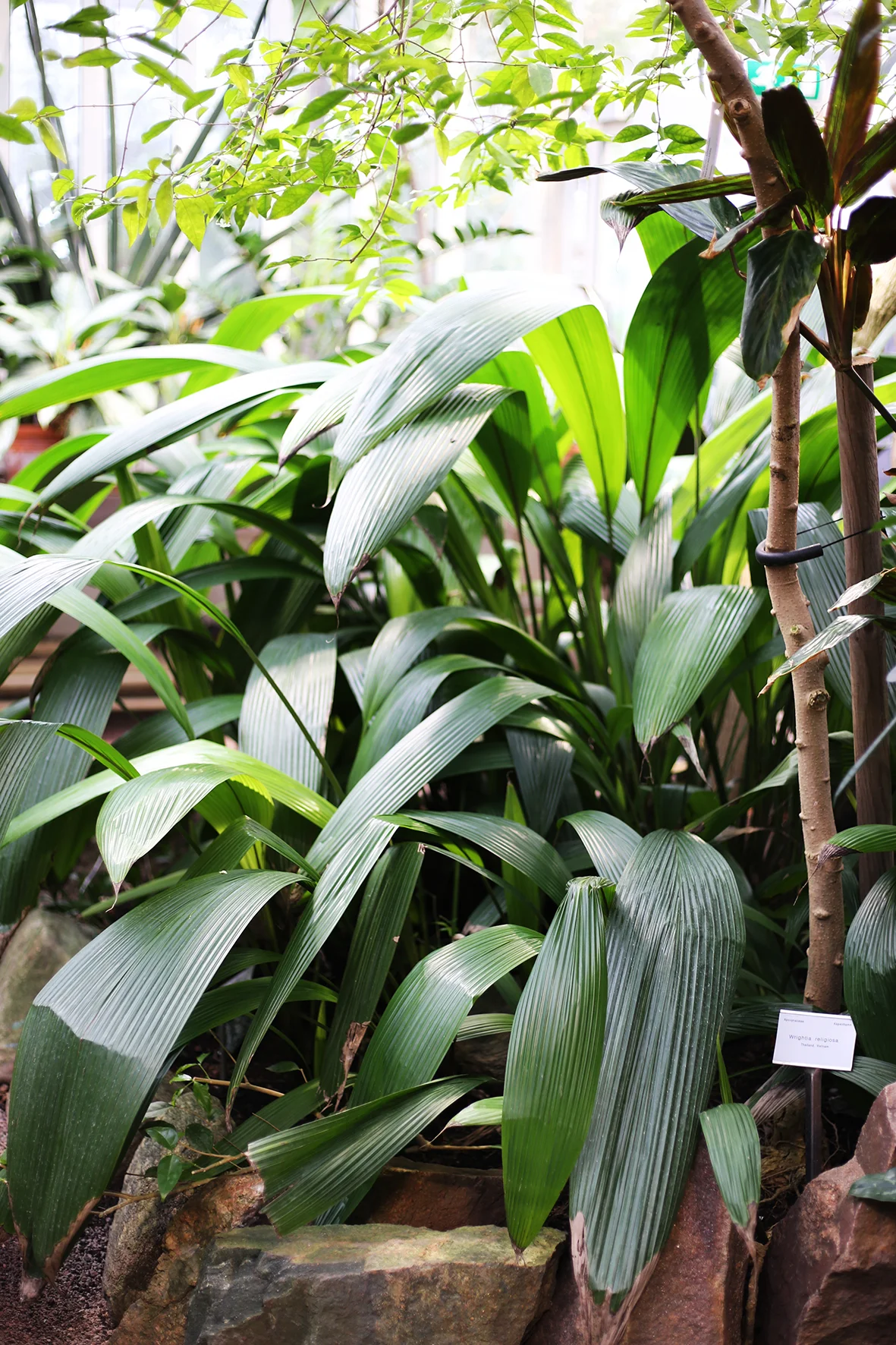 Palmblad_Palmhuset.jpg