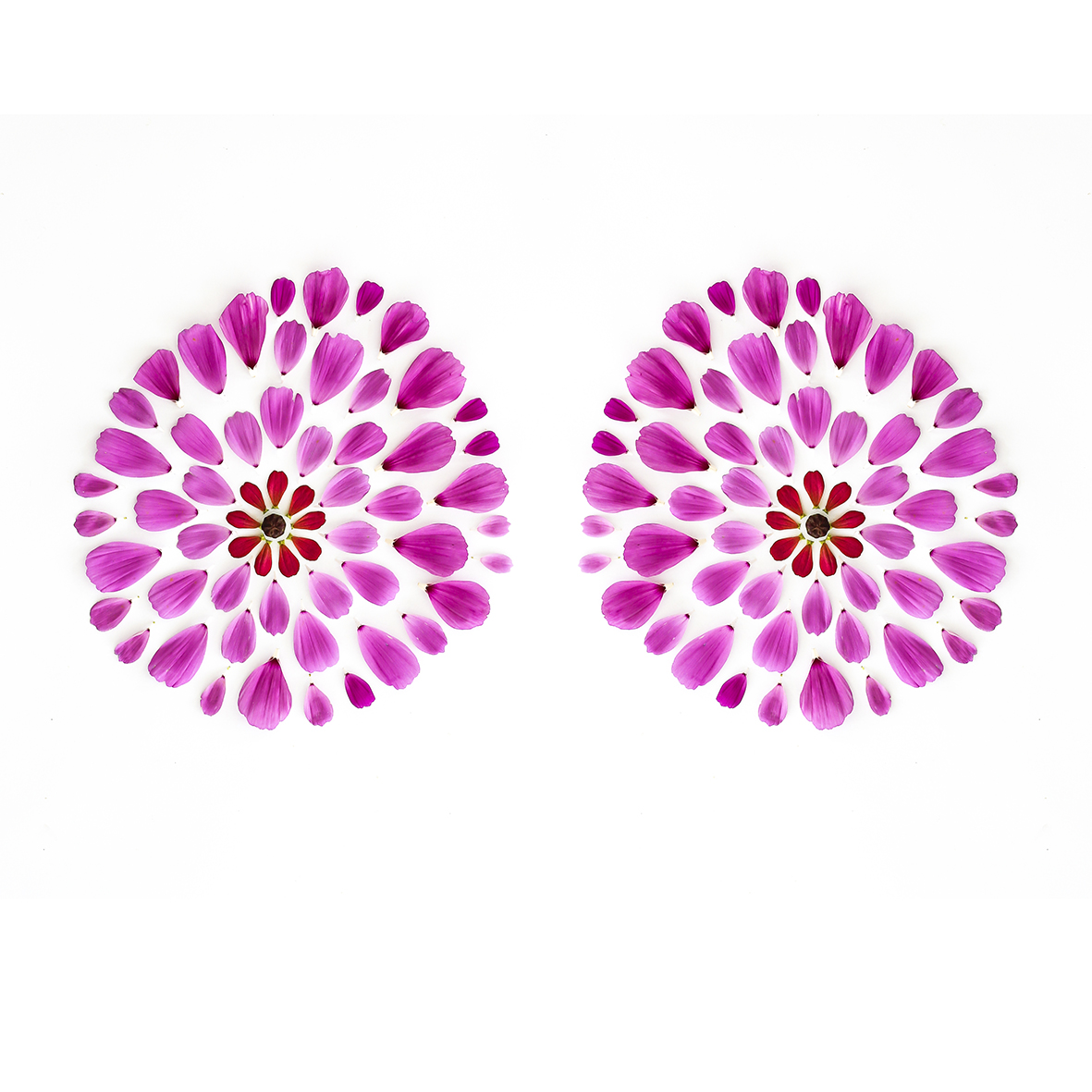 Swegmark_Blomsterpill_HannaWendelbo.jpg