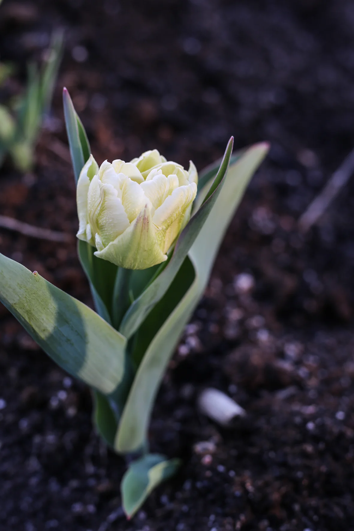 HannaWendelbo_växthus_april_II-19.jpg