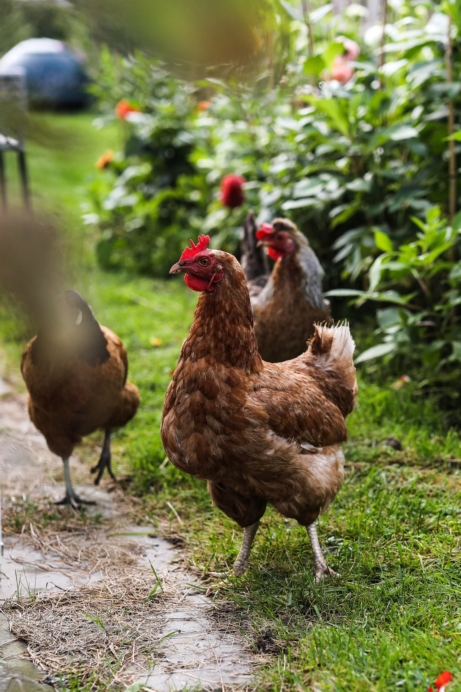 Incent porno videolarni onlayn tomosha qiling