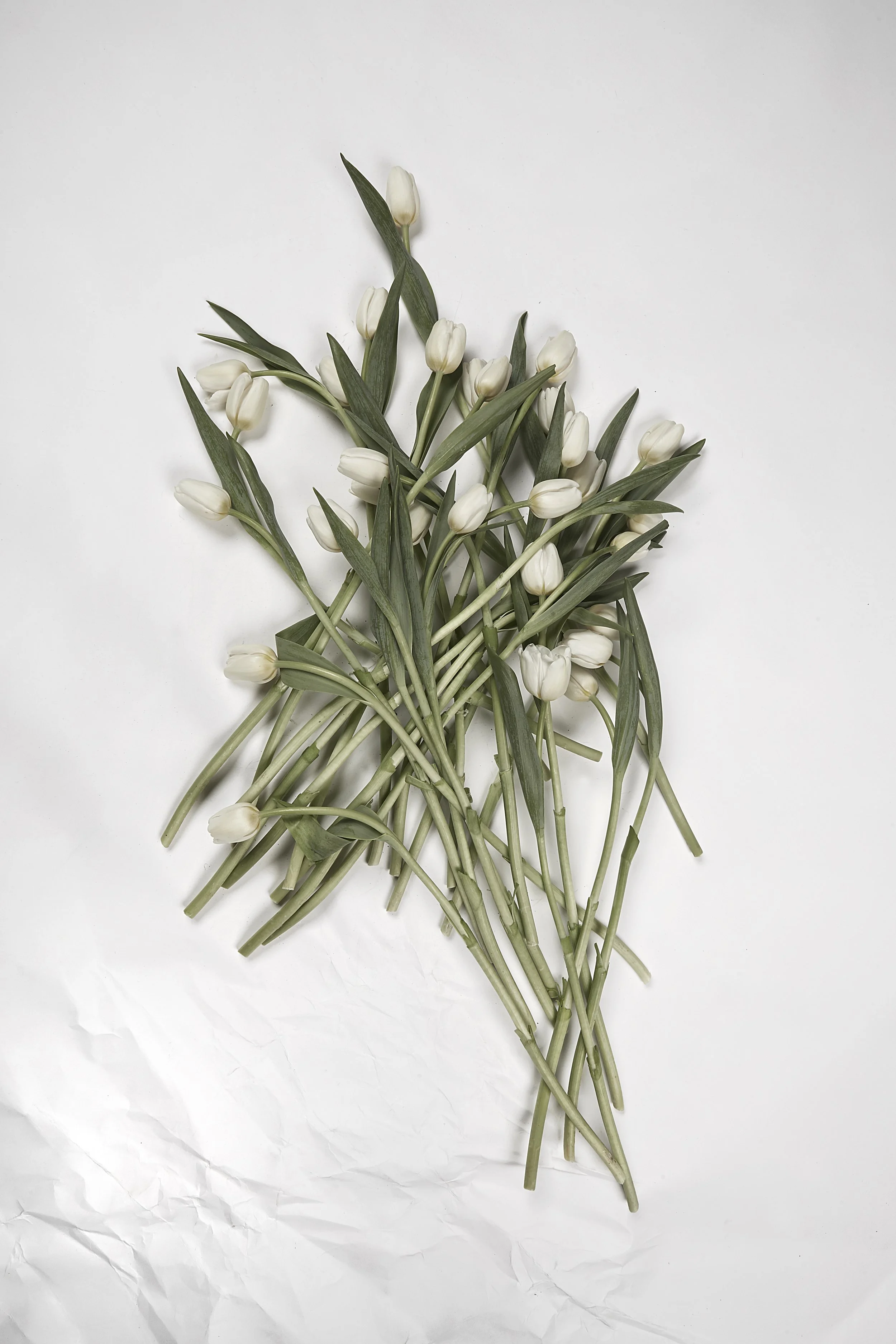 The Tulip Design: A floral design workshop 4.12.26 10am-12pm