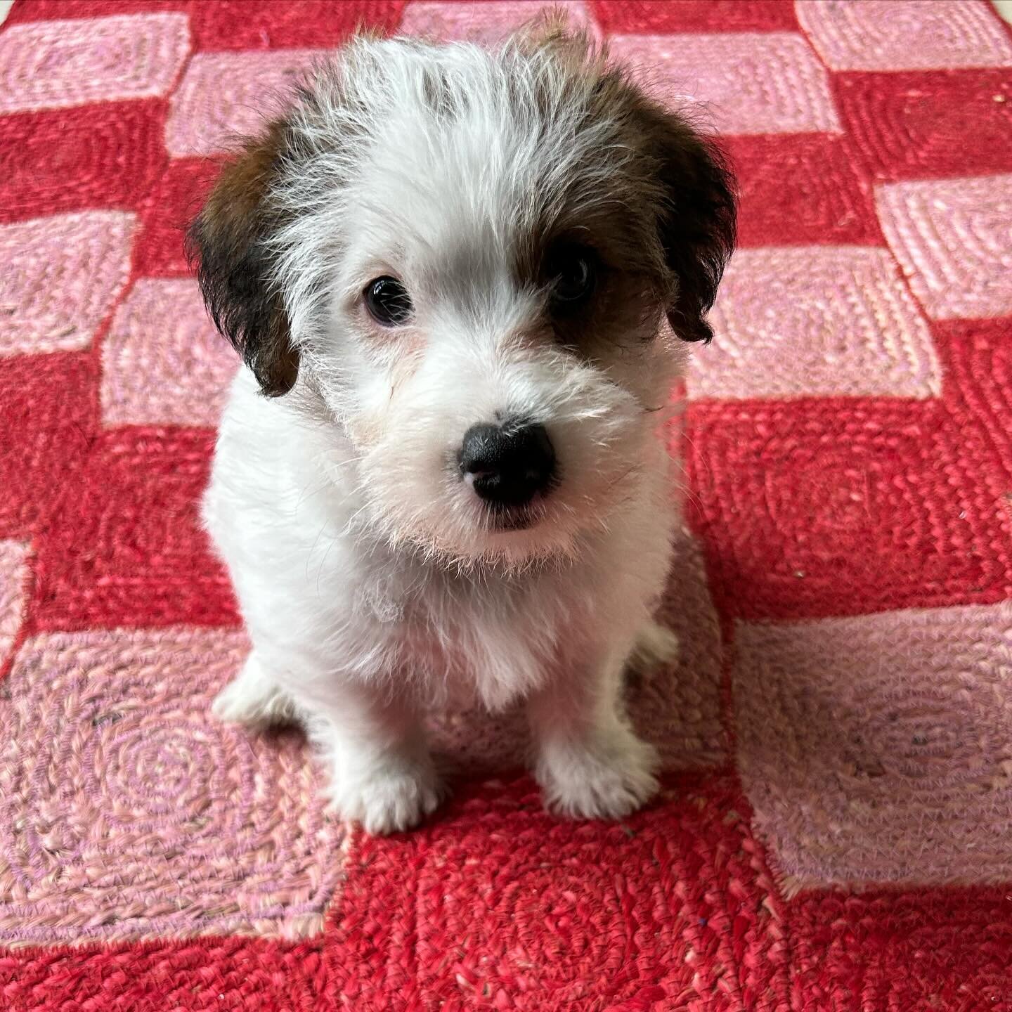 Introducing Bridget ❤️, the newest model to join the Tate &amp; Darby team. She is fondest of the pink and red checkered jute rugs. She says grab a bargain before it is too late! Sale ends today! 

#tateanddarby #juterugs #checkeredrugs #jackrussellp